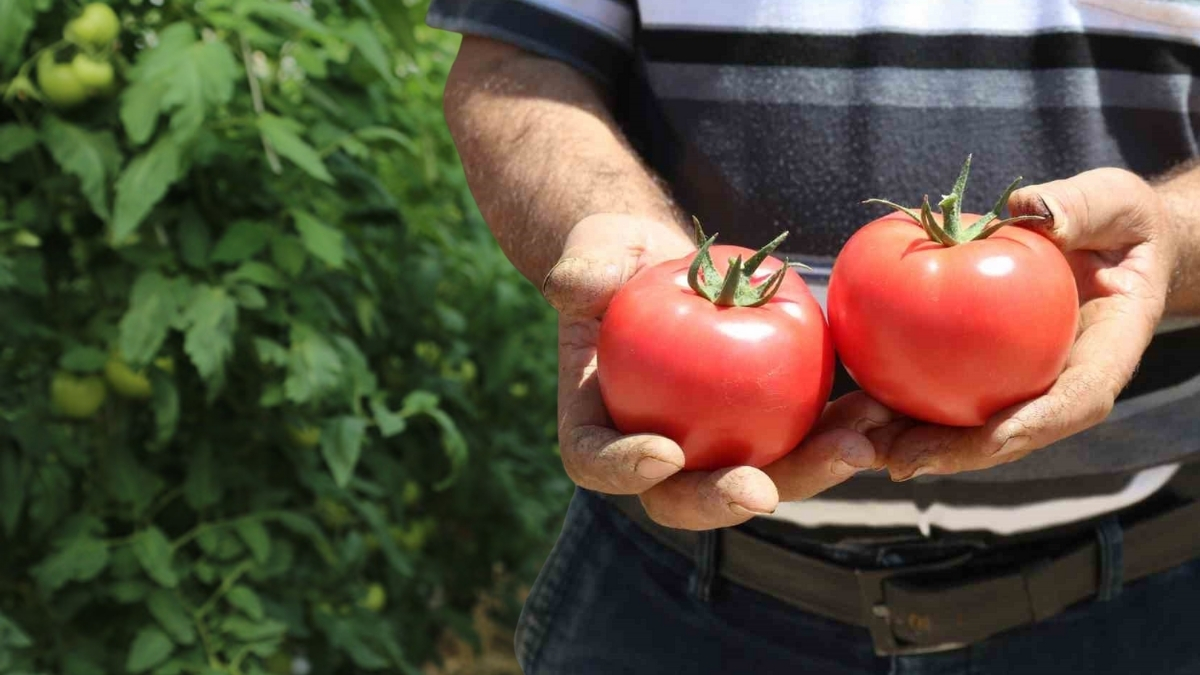 Türkiye’nin en lezzetlisi orada yetişiyor! Bu yıl 25 bin tonluk hasat bekleniyor: 70 derecelik sıcakta üretiliyor