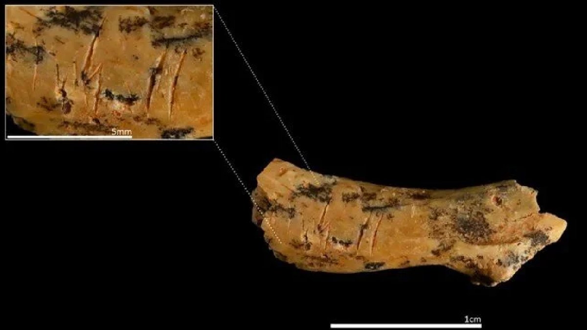 850 bin yıllık yamyamlık vakası: Kesik izleri gerçeği ortaya çıkardı