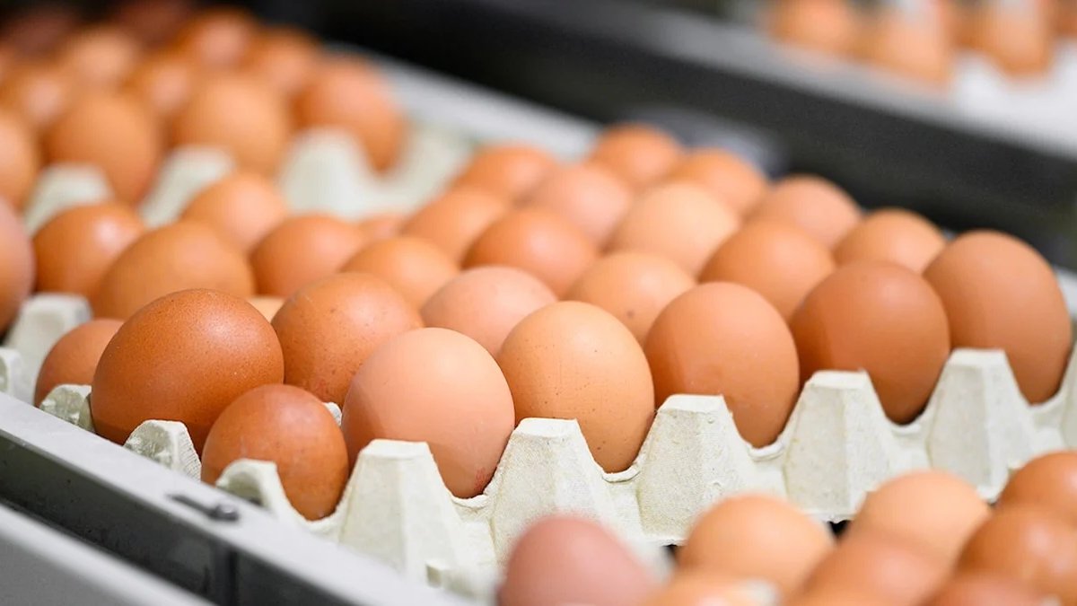 Afyon’daki yumurta firmasına kayyum atandı