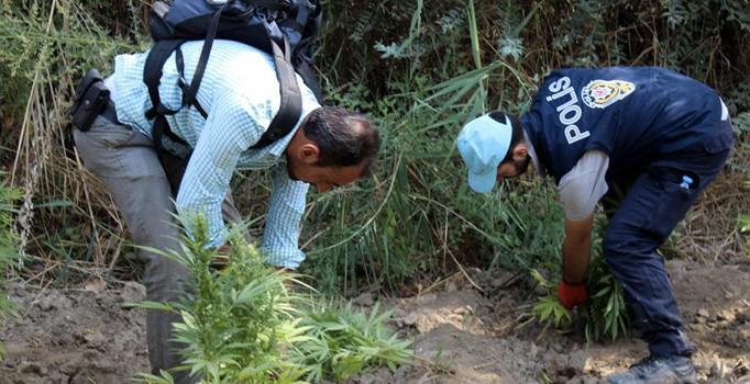 Diyarbakır'da Hint keneviri operasyonu