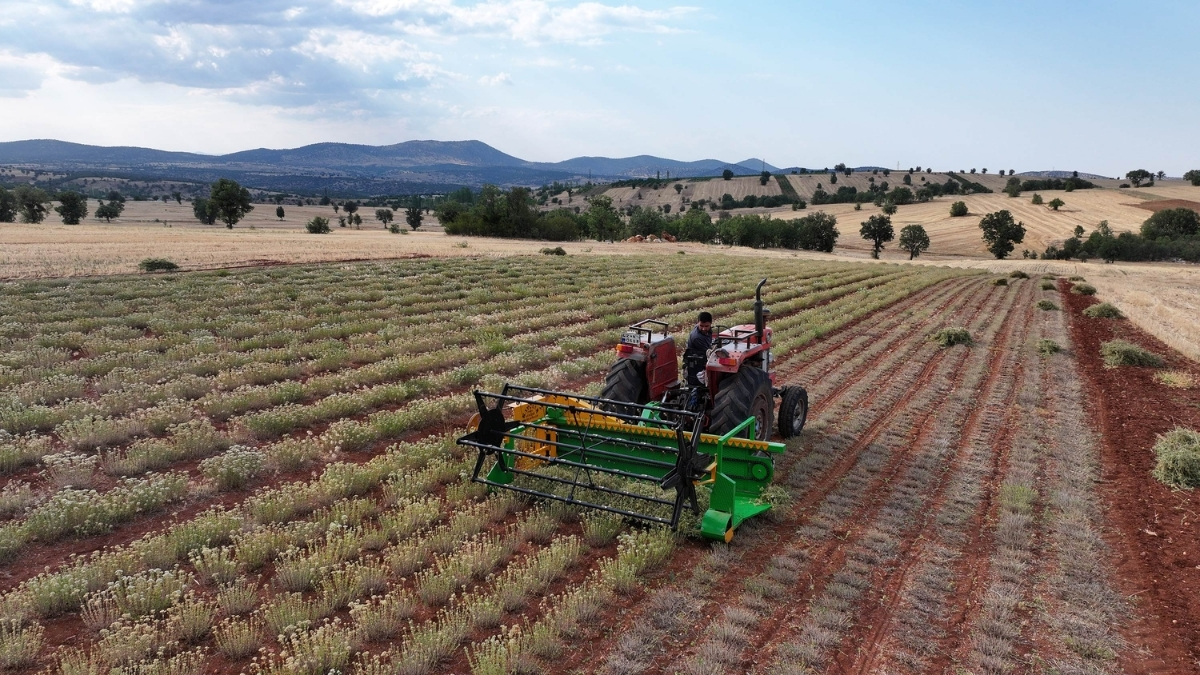 Tarlayı ekti, şifayı buldu, paraya para demiyor! Hem gelir kapısı oldu hem şifa kaynağı…
