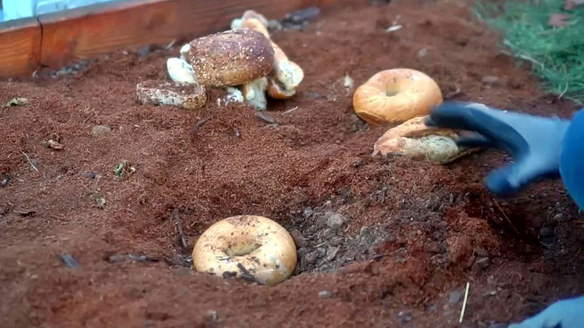 Ekmeklerin ikinci hayatı: Bizi çöpe atma, bahçeni besle! Bayat ekmeklerle bitkileriniz canlandırın