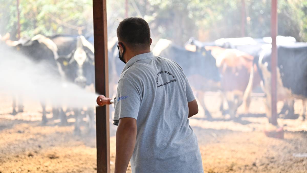 Büyükşehir’den Sarıgöl’de akabane hastalığına karşı ilaçlama