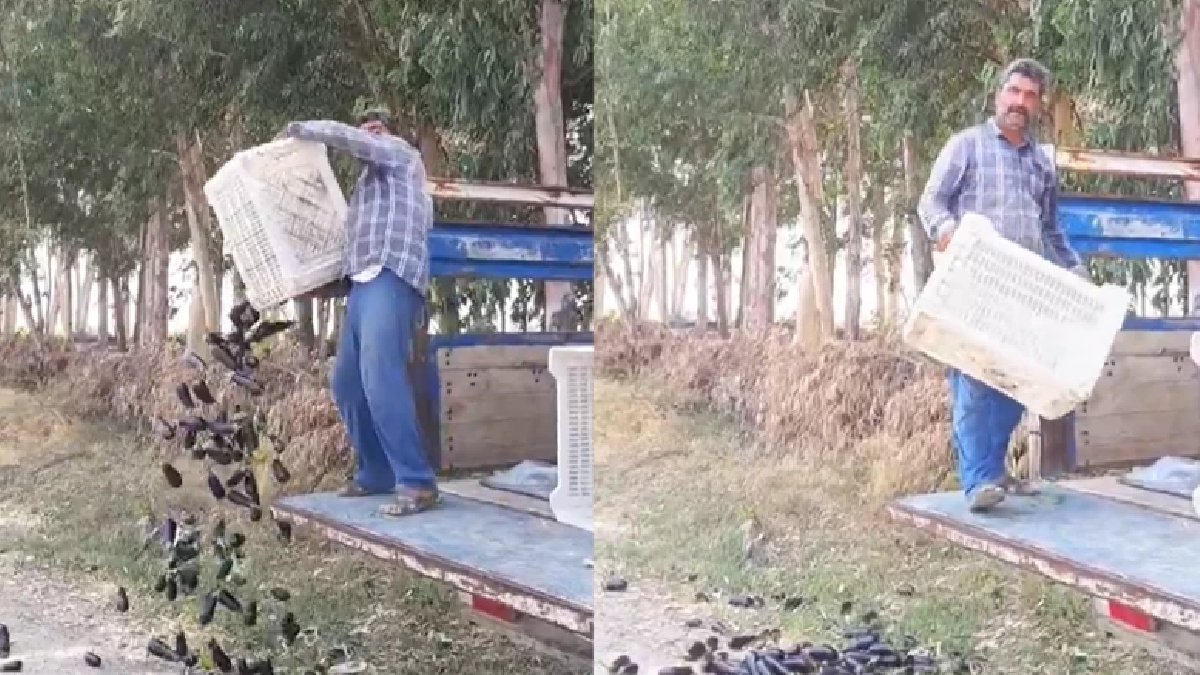 Bakan duyurdu: Patlıcanlarını yere döken vatandaşa 17 milyon liraya kadar ceza