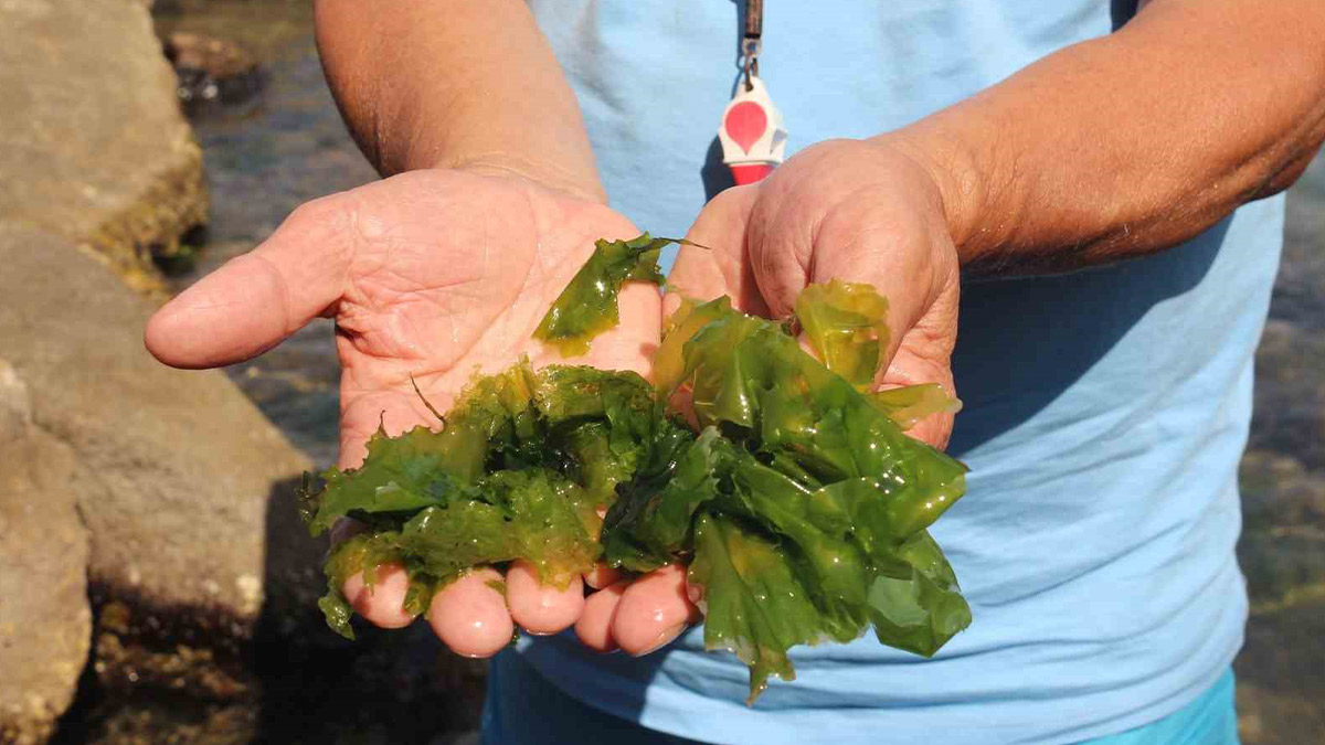 Japonların peşine düştüğü şifalı yosun Giresun’daki plajda