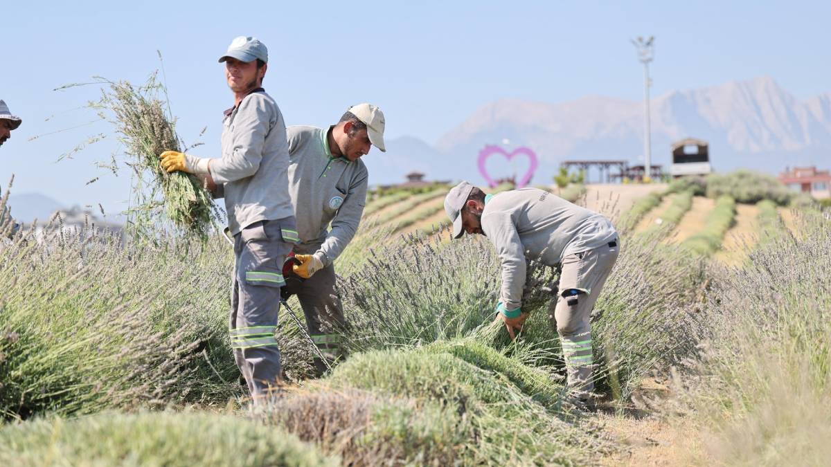 Güzelliğiyle büyüleyen lavanta bahçesinde hasat tamamlandı