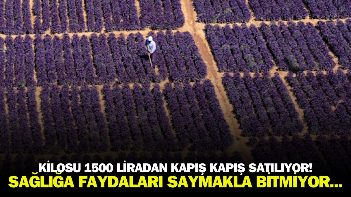 Sezonda 4 defa hasat ediliyor, binlerce liraya satılıyor! Arapgir'in gizli hazinesine talep her geçen gün artıyor