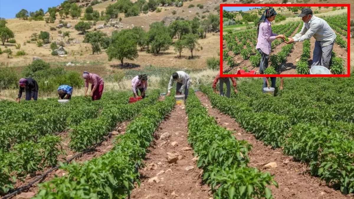 Diyarbakır'dan Avrupa sofralarına lezzet köprüsü! Kırmızı altında hasat başladı: Tescilli lezzet kapış kapış gidiyor