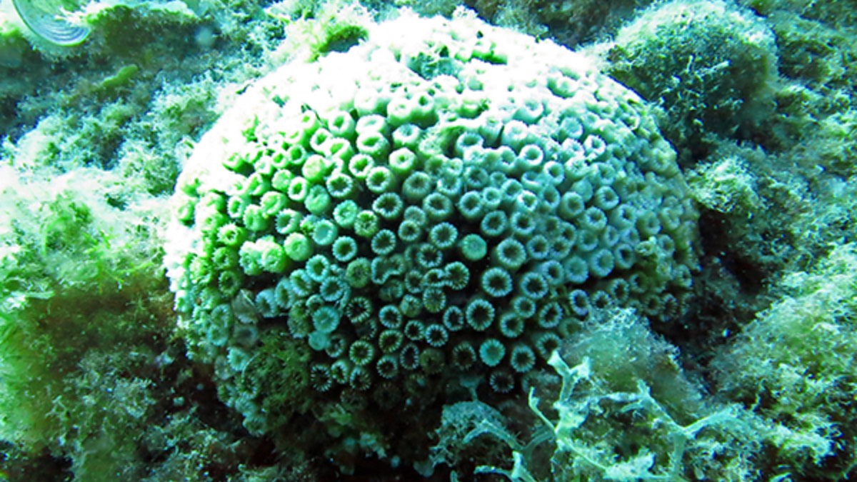 İş Bankası ve TÜDAV’dan mercanların korunmasına yönelik önemli adım