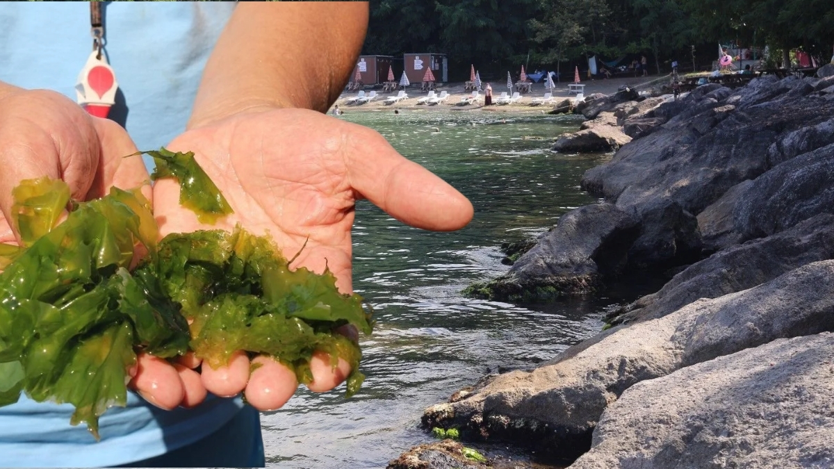 Her taşın altından çıkıyor, özellikle cilde fayda sağlıyor! Japonlar onun peşinde koşuyor, Türkiye sahillerinden toplanıyor