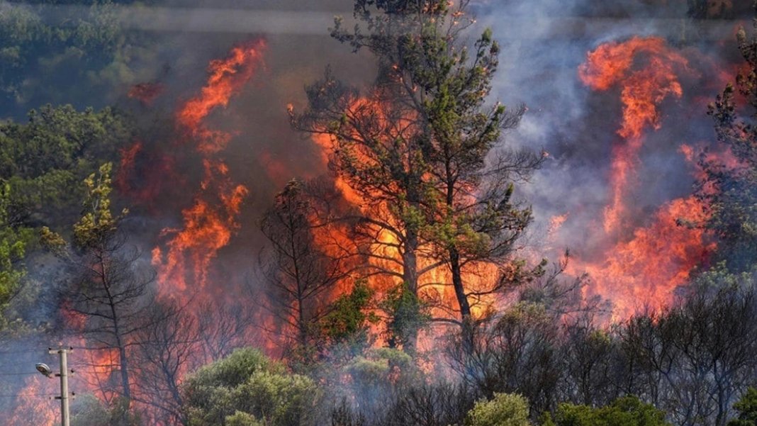 Orman yangını paylaşımlarına inceleme