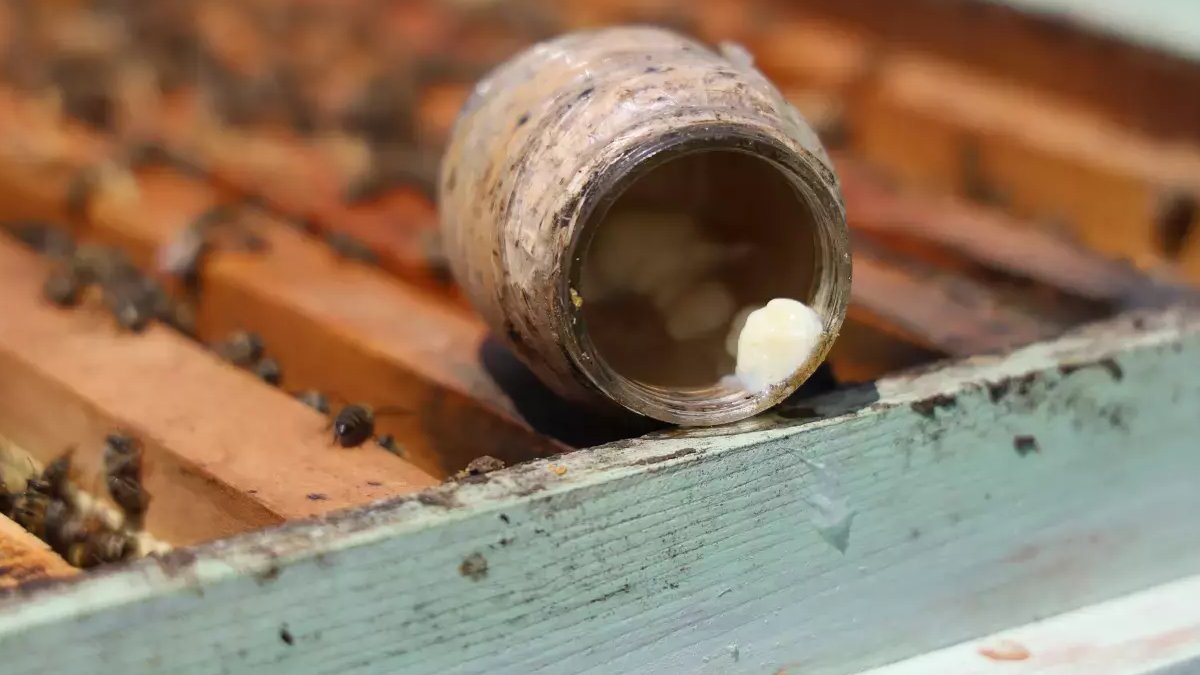 İthal ediliyordu, artık yerlisi üretiliyor! Dünyanın en pahalı yiyecekleri arasında: Kilosu 45 bin TL…