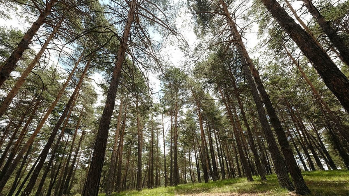 Şanlıurfa'da yaz yangınlarına karşı kırmızı alarm: Ormanlara girişler tamamen yasaklandı!