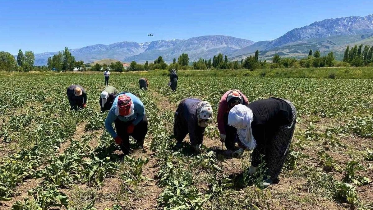 Sabah 6’da başlıyorlar, 40 derece sıcağa meydan okuyorlar! Verim toprağa damlayan terden geliyor
