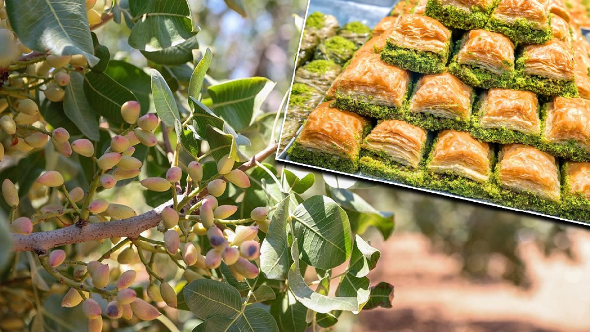 Antep fıstığında "yok yılı" rekolteyi vurdu: Fiyatlar ikiye katlandı