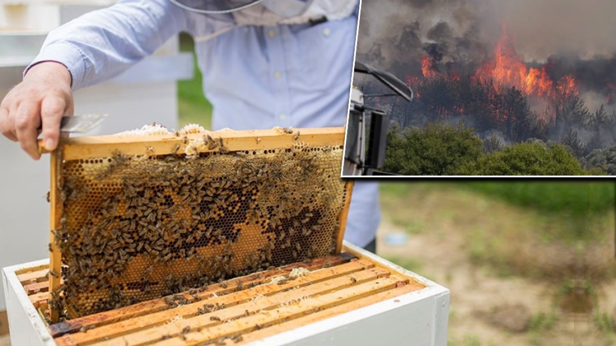 Orman yangınları arıcılığı vurdu: Binlerce kovan kül oldu, bal üretimi tehlikede