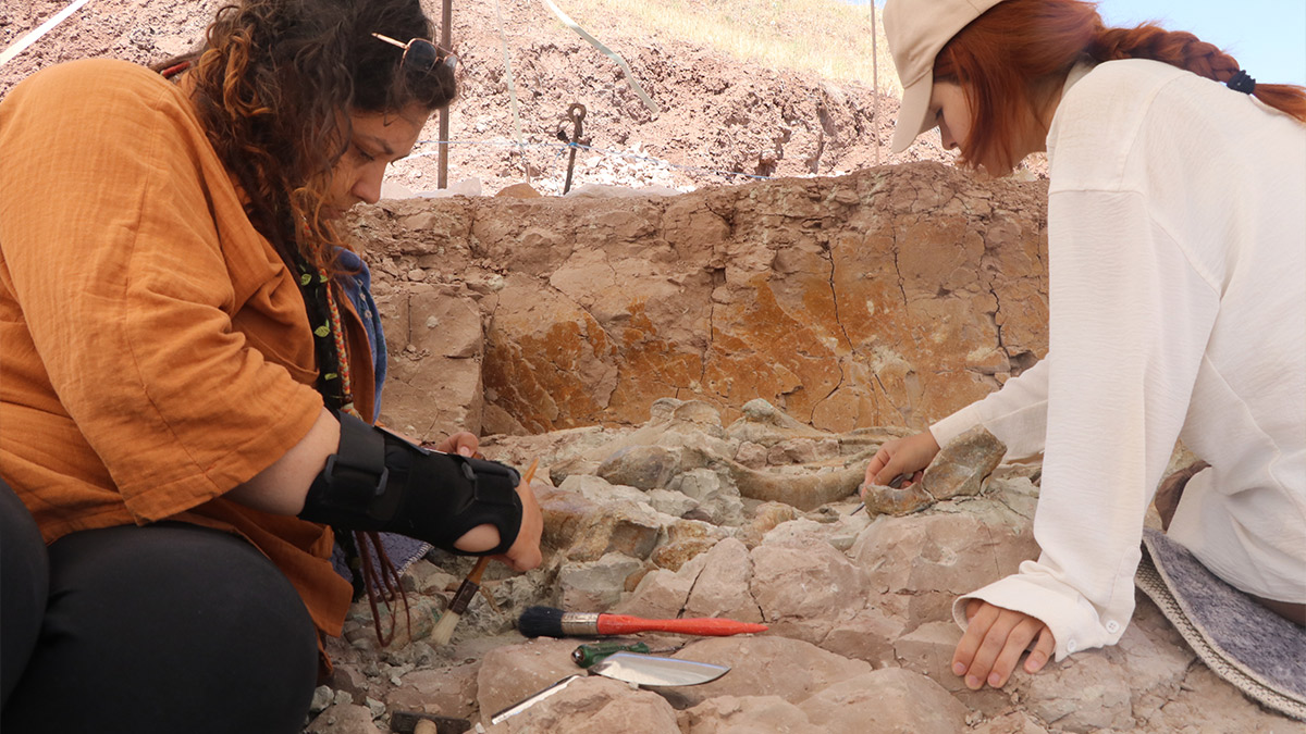 Çankırı'da 9 milyon yıllık fosiller bulundu