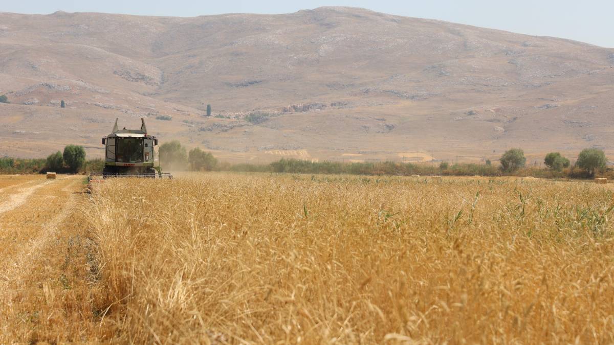 Büyükşehir Belediyesi’nin hibe ettiği tohumlar boy verdi