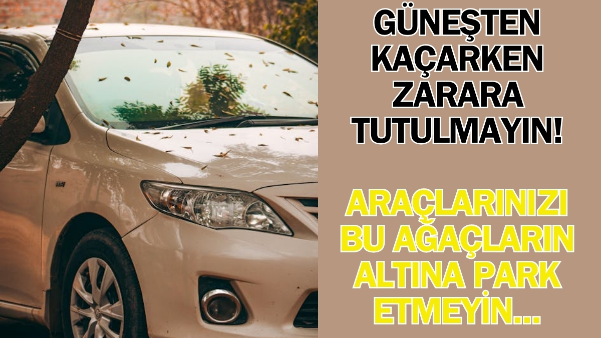 Güneşten kaçarken paranızdan olmayın! Aracınızı gölgeye bırakırken dikkat edin: Bu ağaçlar binlerce liralık hasar veriyor
