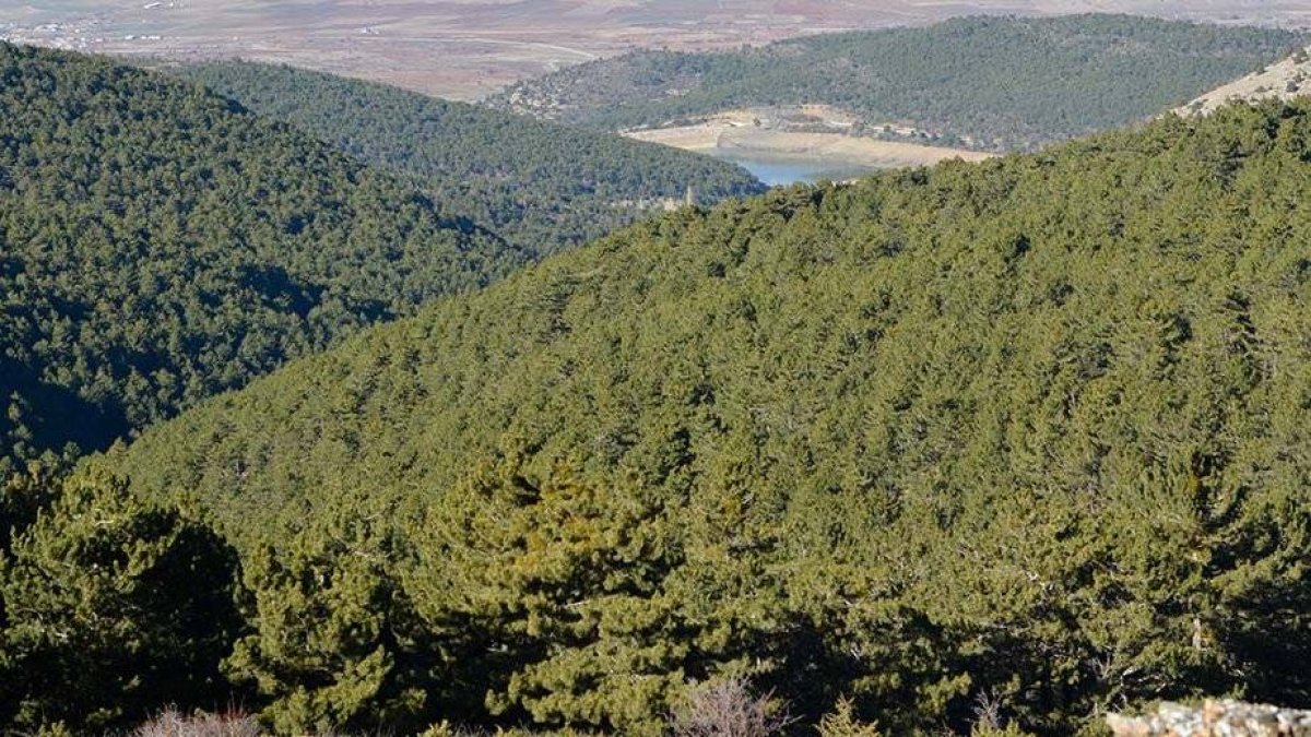 Sakarya'da ormanlara girişler ve yanıcı madde satışı yasaklandı