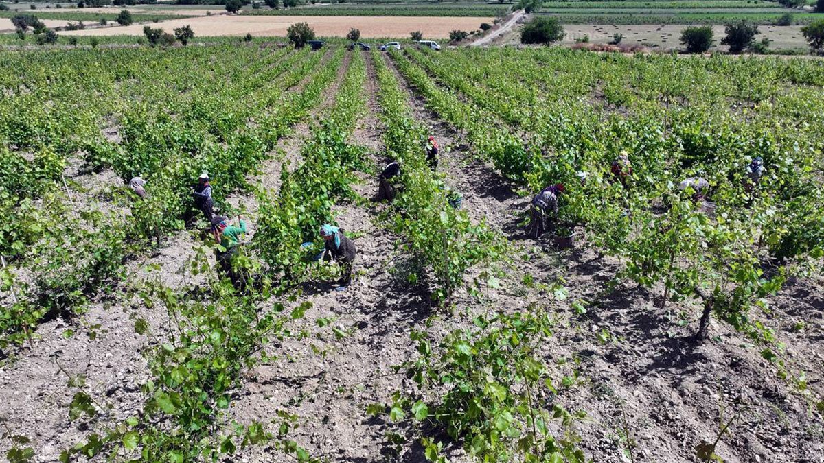 Don bile engel olamadı: 2 milyar TL'lik rekor gelir beklentisi! Tokat'ın coğrafi işaretli değeri