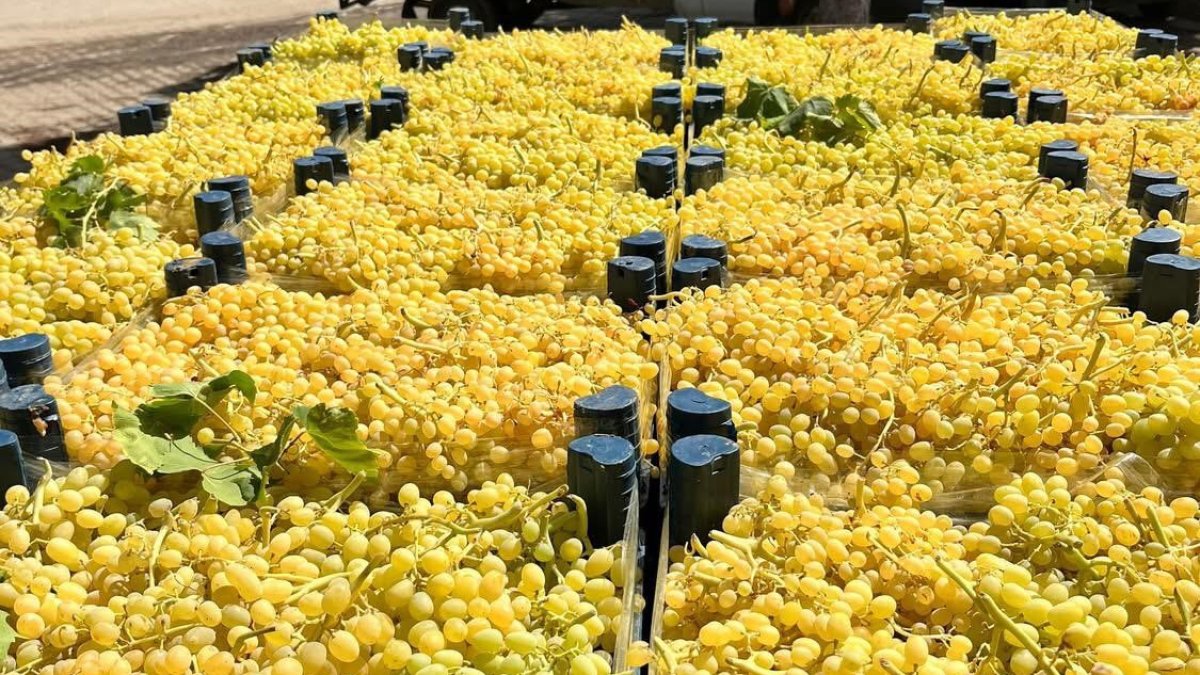 Manisa'dan Türkiye sofralarına: Ünlü Sultaniye üzümü yola çıktı! İşte ilk fiyatlar...