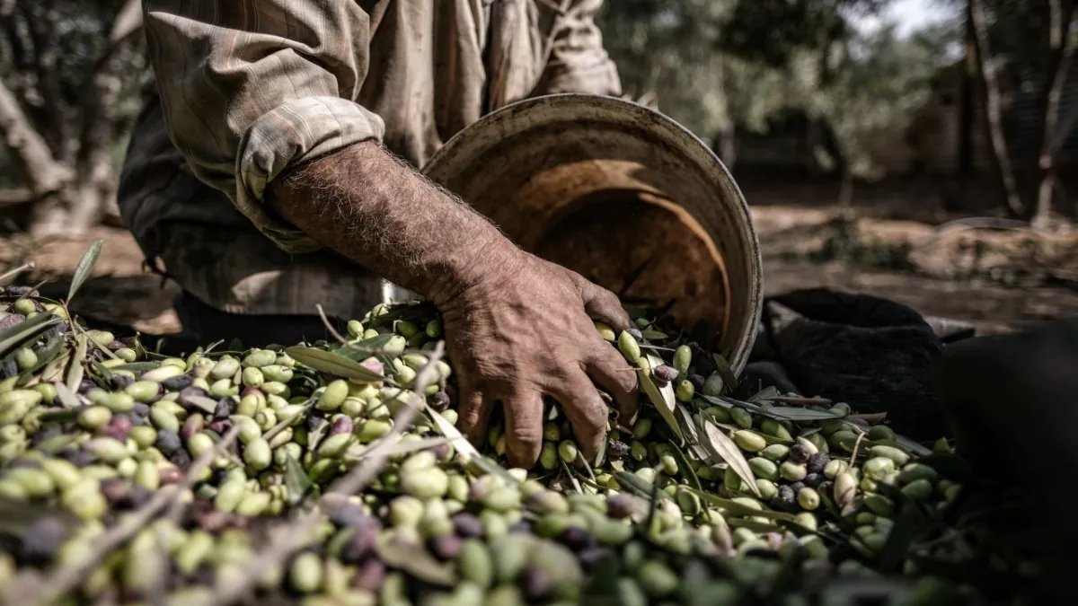 En fazla zeytin üreten ülkeler tek tek sıralandı! Türkiye’nin sırası ise şaşırttı