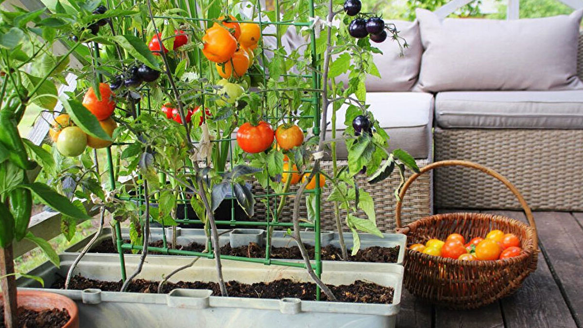 Zirai ilaçlara son: Balkonda kendi meyve sebzenizi yetiştirin! İşte evde kendi ürününüzü yetiştirme rehberi