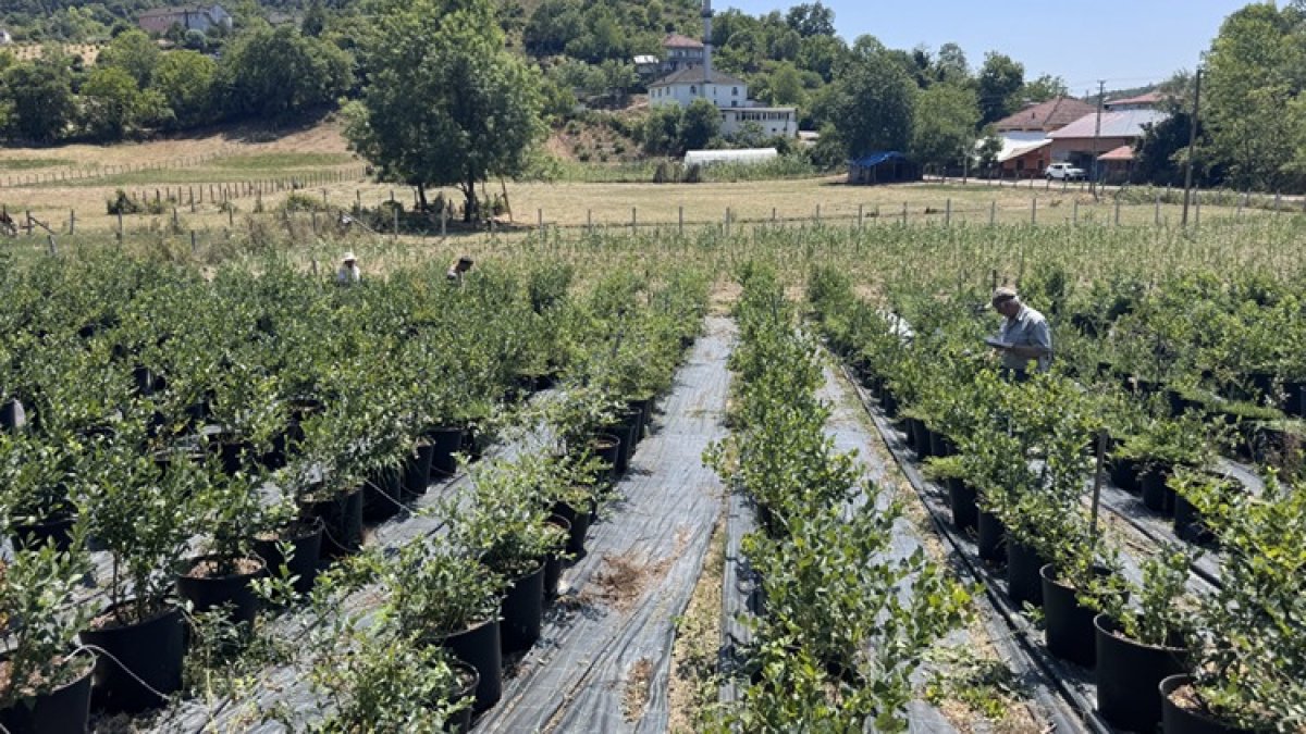 Tadından çok etkilendi, ailesinin bahçesine dikti! Bu yıl ikinci hasadın yaptı: "Fidanlarımı getirdiğimde kimse inanmadı"