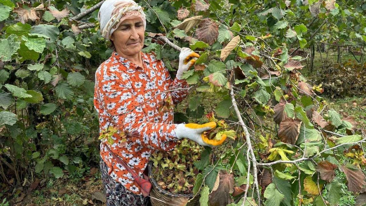 Giresun'da fındık hasadı 3 Ağustos'ta başlıyor