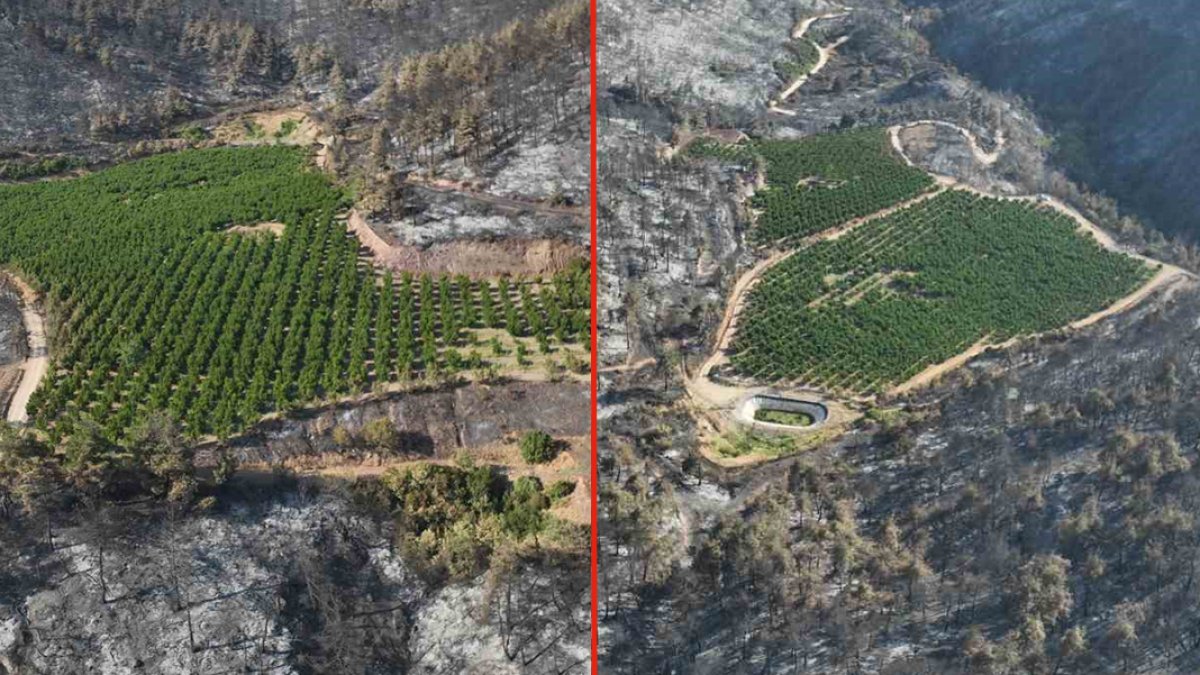 Bursa'daki yangının ardından şaşırtan görüntü: Yemyeşil bahçe küllerin ortasında ayakta kaldı