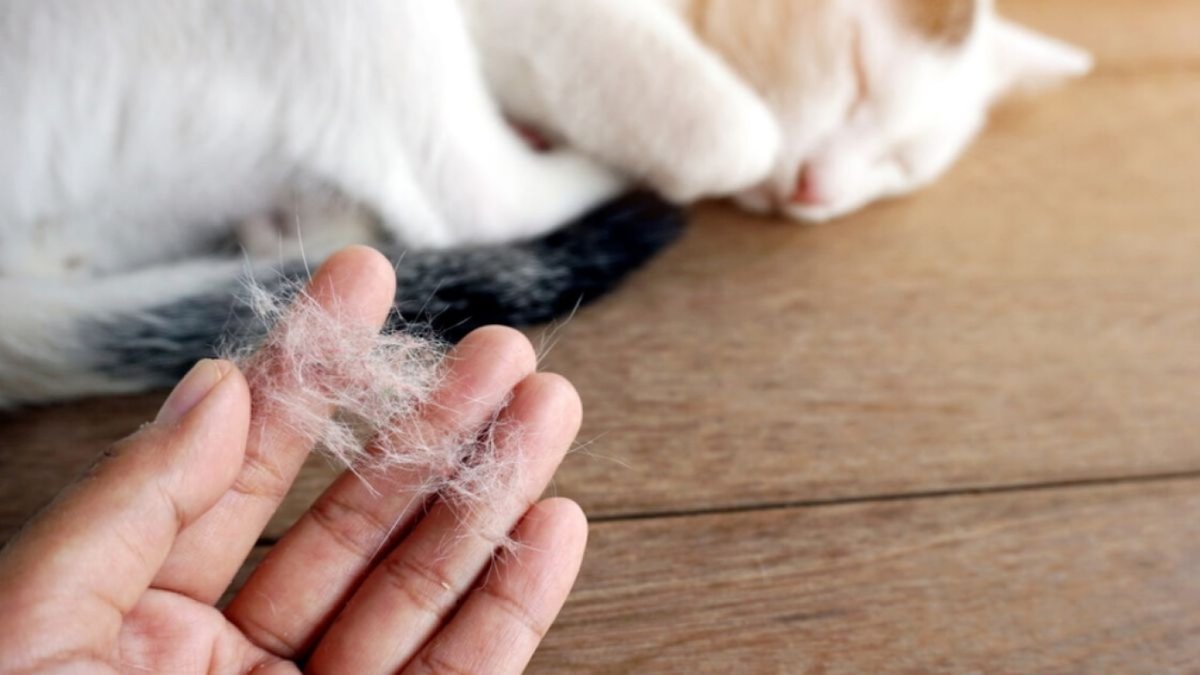 Kedi tüyü öldürür mü? Türkiye'yi sarsan haber sonrası uzmanlardan açıklama