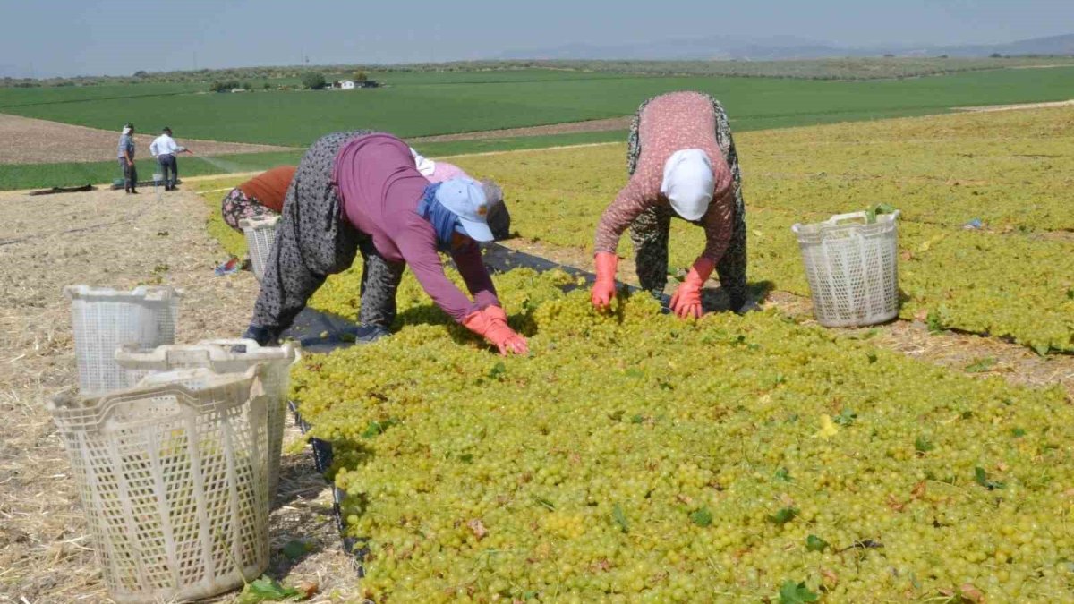 Manisa'da üzüm hasadı başladı: Don vurdu ama umutlar taze! İlk ürünler sergilere serildi!