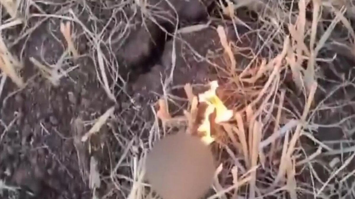 Mardin'de anız yaktığı iddiasıyla bir kişi gözaltına alındı: "Koskocaman tarlayı çubukla yaktık"