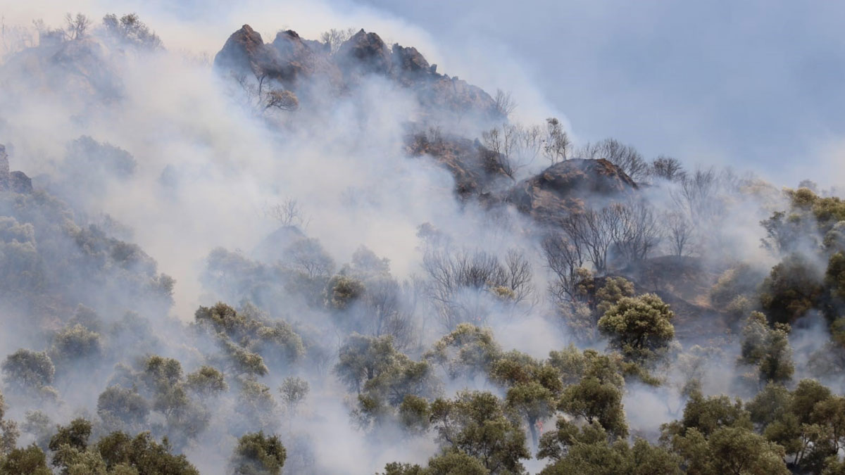 Aydın'daki orman yangını kontrol altına alındı