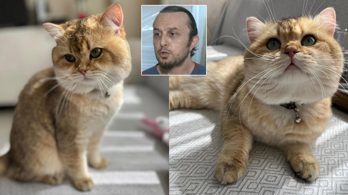 Veteriner hekimden 'kedi tüyü ölümü' iddiasına net yanıt: Böyle bir ihtimal yok