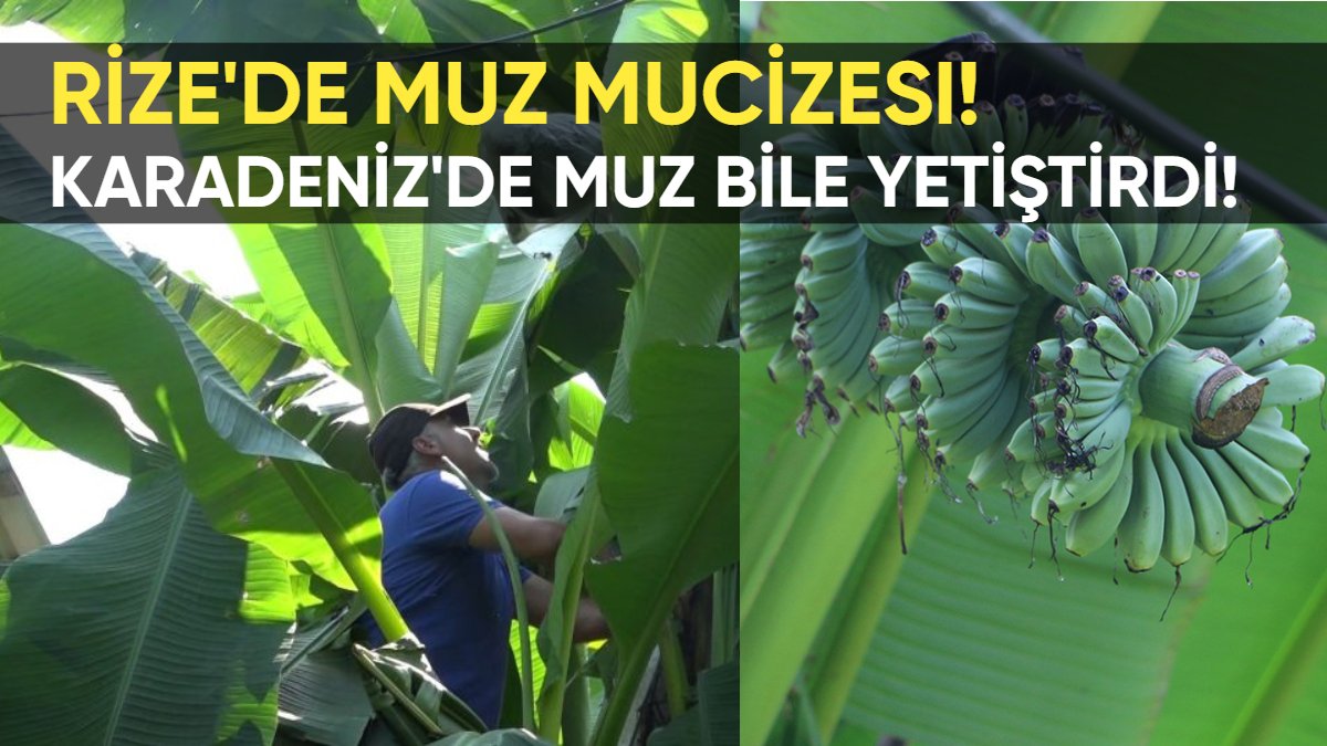 Rize'de muz mucizesi! Çaycı Sultan Yılmaz'dan şaşırtan hamle: Karadeniz'de muz bile yetiştirdi!