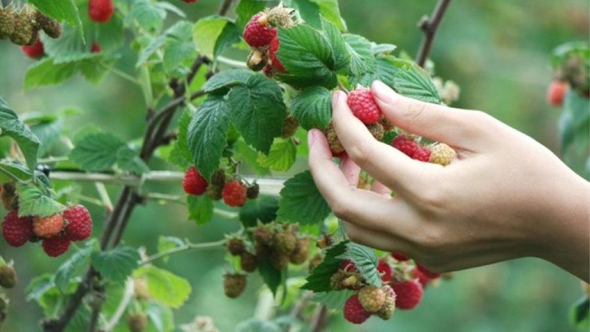 Antioksidan deposu, kalp dostu, sindirim düzenleyici! Bu meyvenin inanılmaz faydaları hayatınızı değiştirebilir!