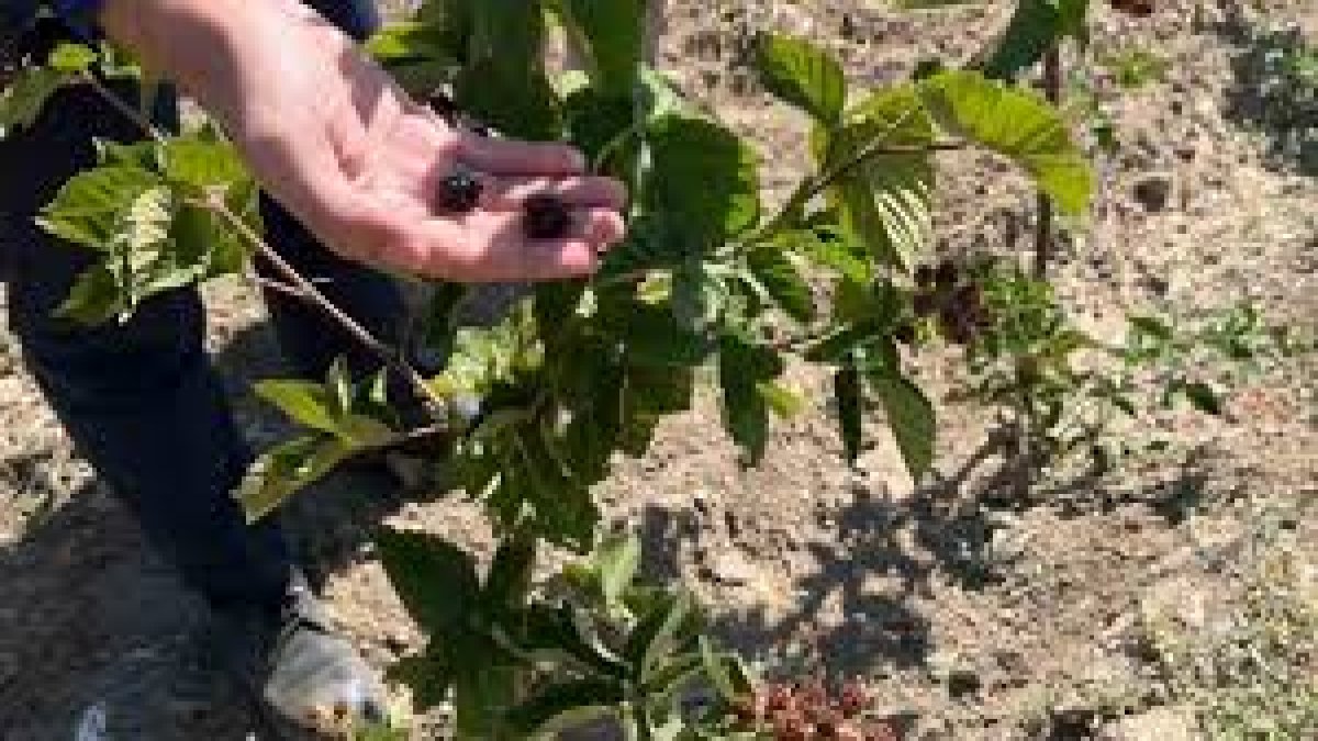 Kütahya'da kırsal kalkınmaya yeni bir soluk: Böğürtlen hasadı başladı, çiftçinin yüzü güldü!