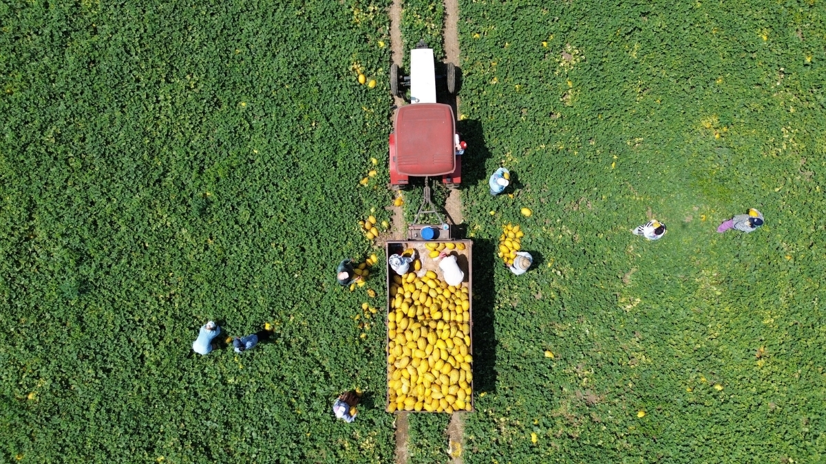 Hasadı başladı, sofralar şenlendi! Kilosu 10 liradan tezgahlara indi: Kapış kapış satılıyor