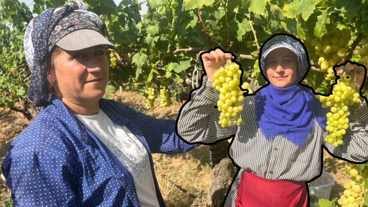 Denizli’den tüm dünyaya ihraç ediliyor, diyabet hastaları kapış kapış alıyor! Kilosu 60 liradan alıcı buluyor
