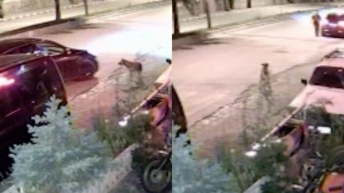 Bu nasıl vicdan! Köpeği önce aracıyla ezmeye çalıştı sonra tüfekle vurdu