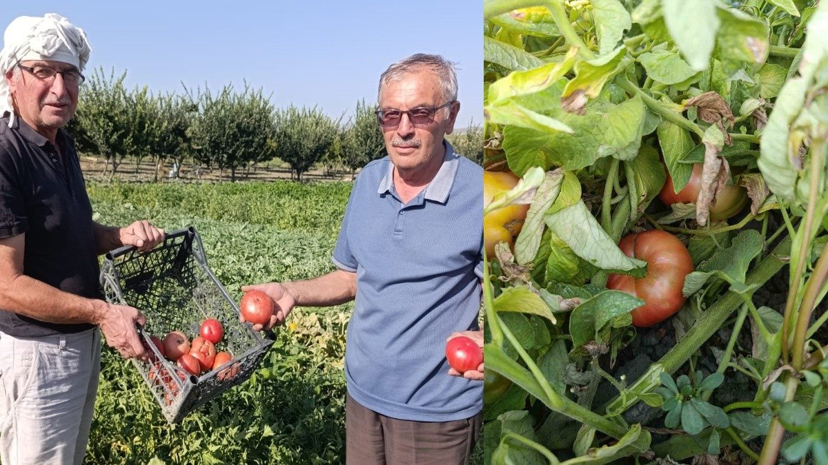 Lezzetini arayanlar akın ediyor! Manisa'da kaybolmaya yüz tutan ata tohumu domatesleri canlandıran kardeşlerin başarısı