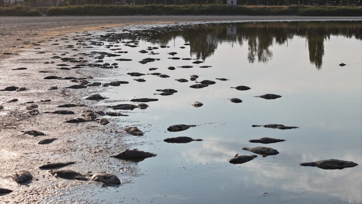 Sivas'ın cennetinde korkutan manzara! Flamingoların görmeye giden şaşkına döndü: Yüzlercesi kıyıya vurdu
