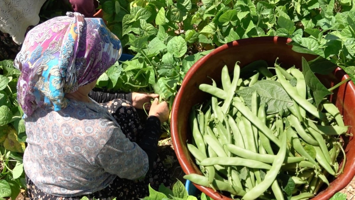 Maliyet yüksek, fiyat düşük! Çiftçi isyan etti: “Gelecek sene ekmeyeceğiz”