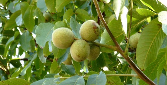 Ceviz ağacı güvence altına alınıyor