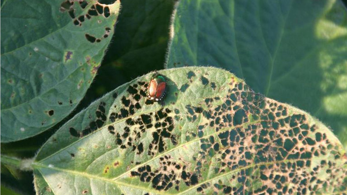 Bu böceği görürseniz yetkililere haber verin! Avrupa'yı esir aldı, sırada Türkiye mi var?
