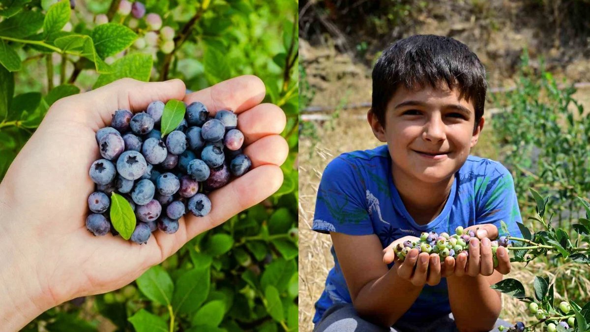Ege'de bir ilk: Yaban ersini İzmir'de toprakta yetişti! 1 dönümden 400 TL’ye satılan hasat üreticiyi sevindirdi