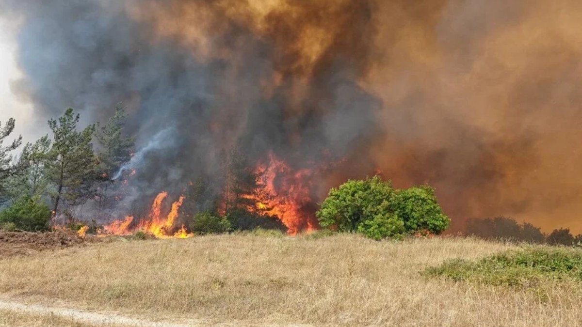 Bursa'da orman yangını
