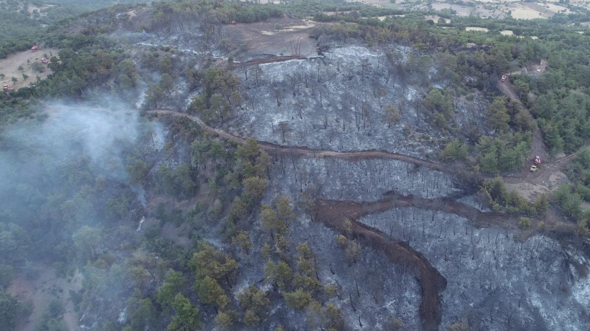 Toplum Çalışmaları Enstitüsü: Bir ayda 90 bin hektar ormanlık alan yok oldu